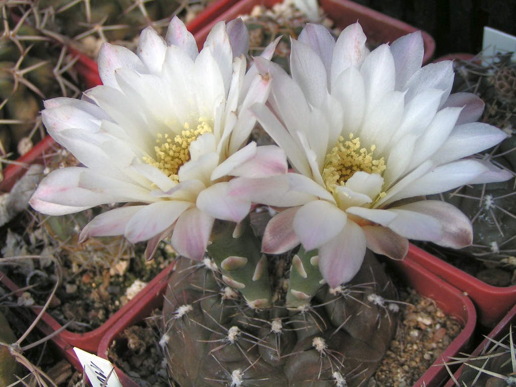 Gymnocalycium taningaense